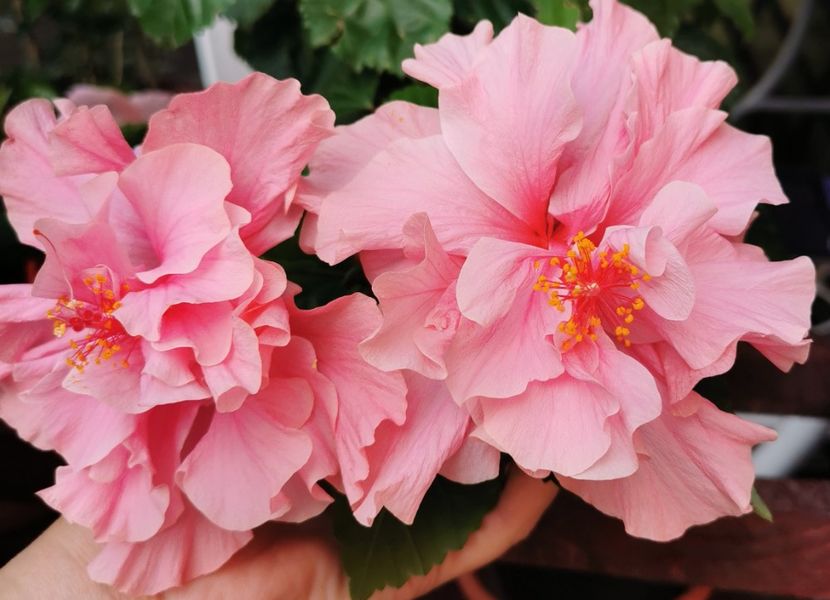  - 1 - 2 HIBISCUSI 2021