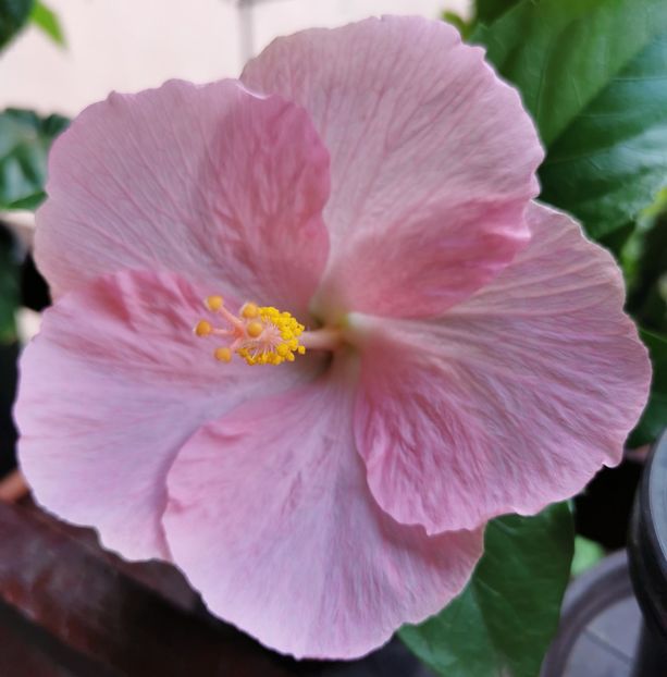  - 1 - 2 HIBISCUSI 2021