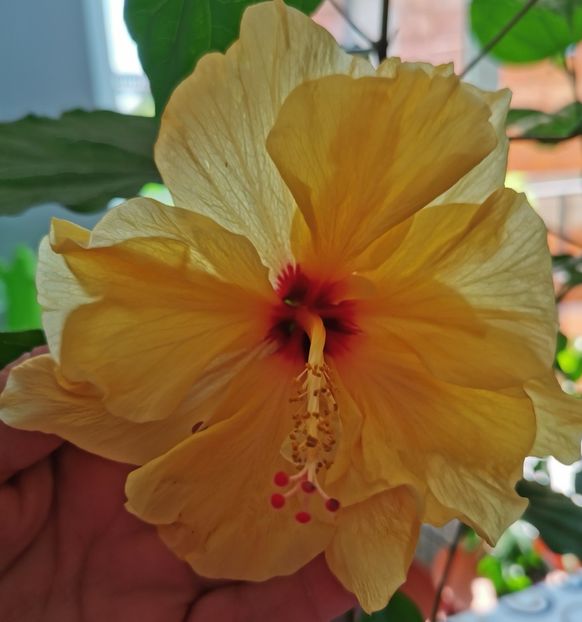  - 1 - 2 HIBISCUSI 2021