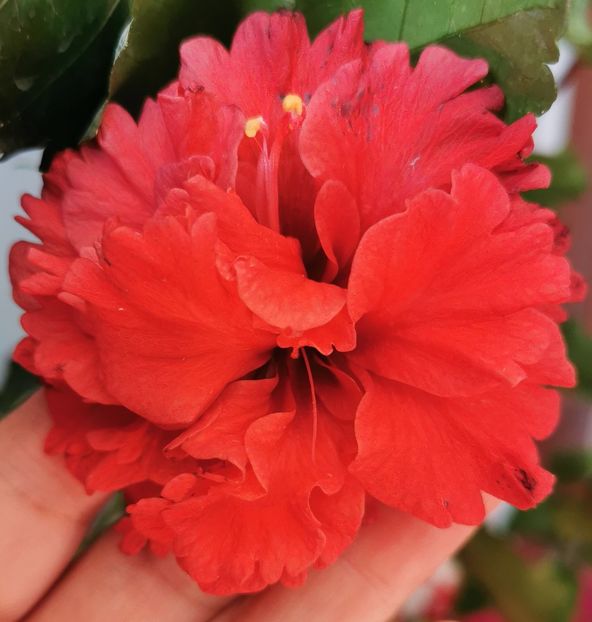  - 1 - 2 HIBISCUSI 2021