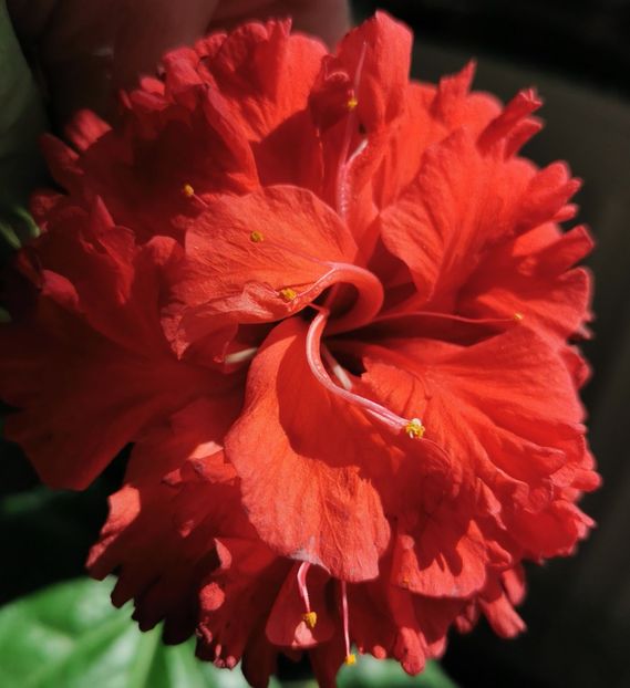  - 1 - 2 HIBISCUSI 2021