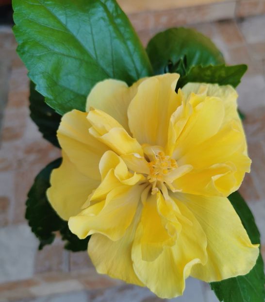  - 1 - 2 HIBISCUSI 2021