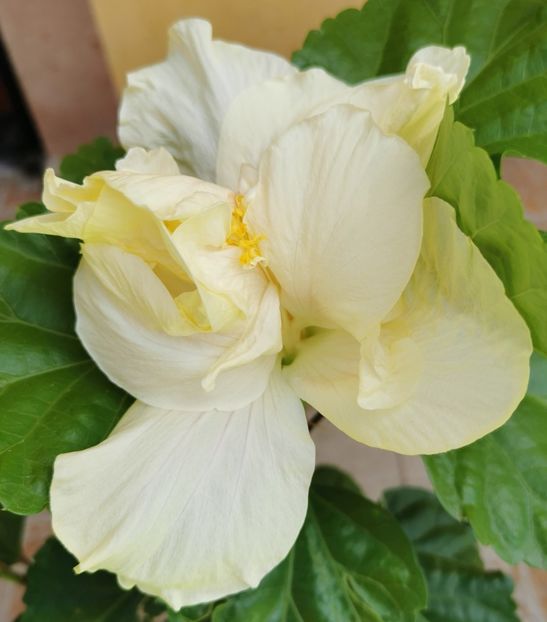  - 1 - 2 HIBISCUSI 2021