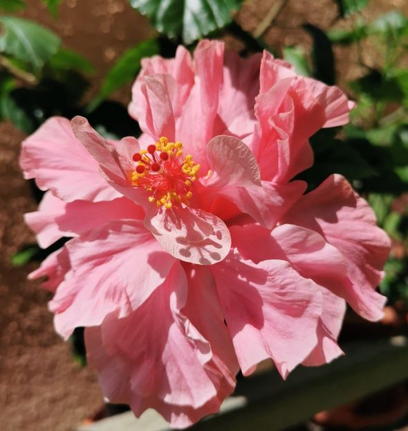  - 1 - 2 HIBISCUSI 2021