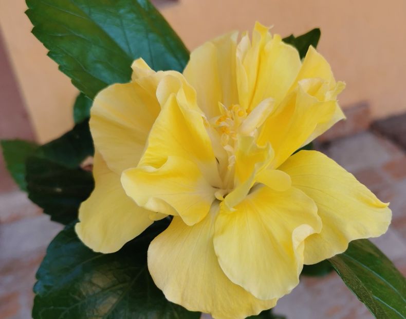  - 1 - 2 HIBISCUSI 2021