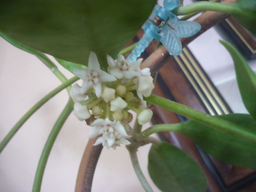 P1510213 - HOYA 2021-3