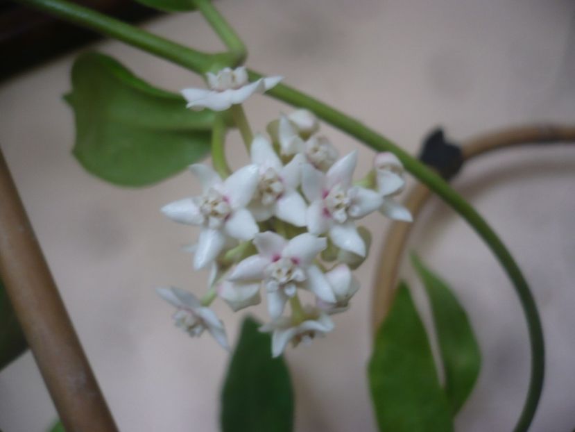 P1510217 - HOYA 2021-3