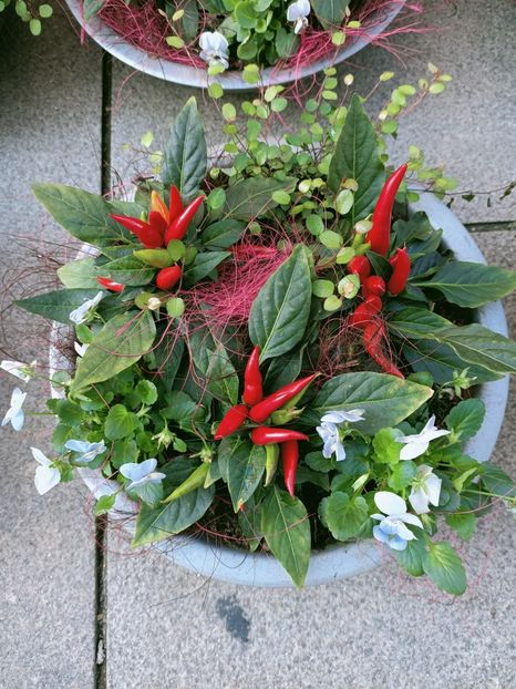 Img.2021.10.09-pt Andreea - Karlsruhe