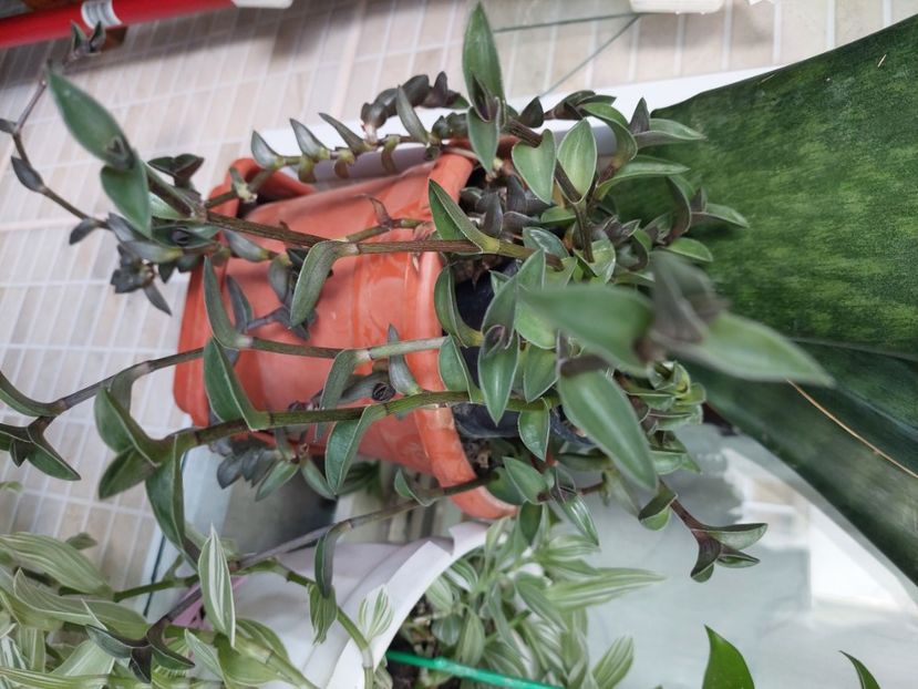 Tradescantia 25 lei - w Produse livrate