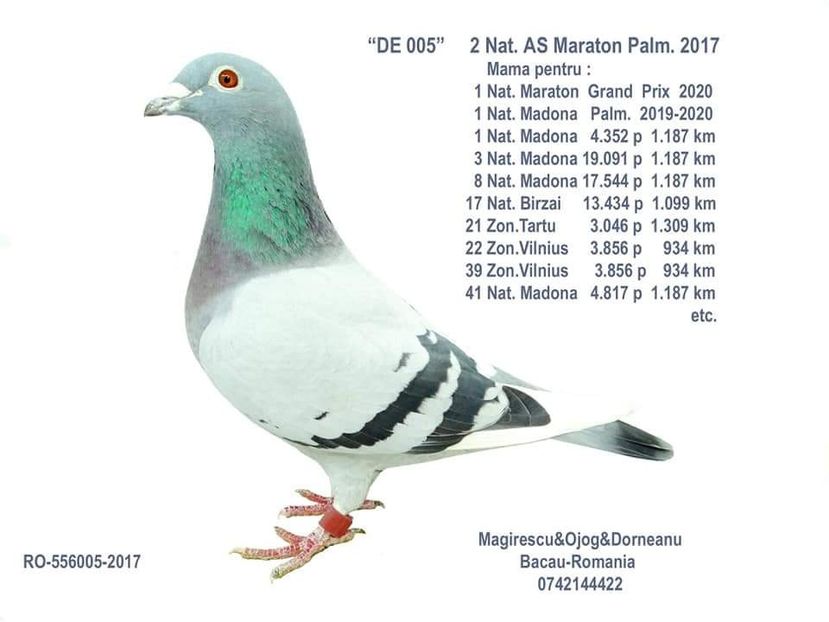 005 a - Dinastia MOD