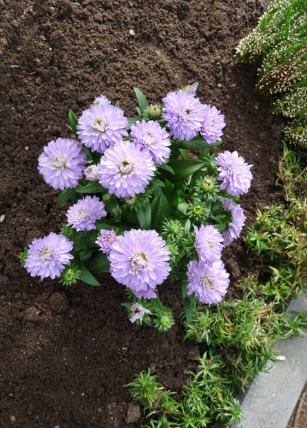  - 2021 - 03 - Toamna