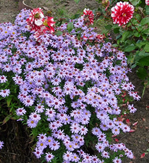  - 2021 - 03 - Toamna