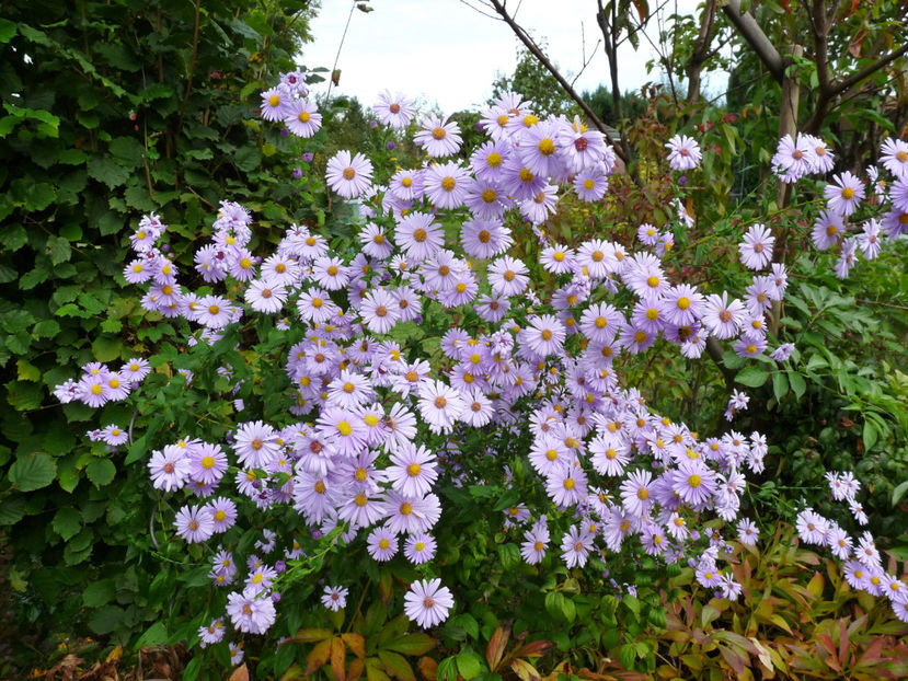  - 2021 - 03 - Toamna