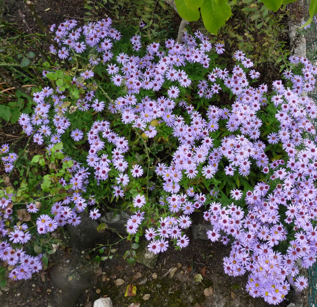  - 2021 - 03 - Toamna