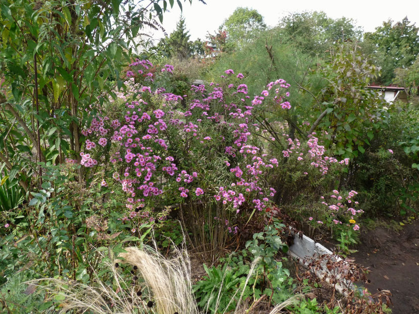  - 2021 - 03 - Toamna