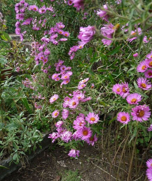  - 2021 - 03 - Toamna