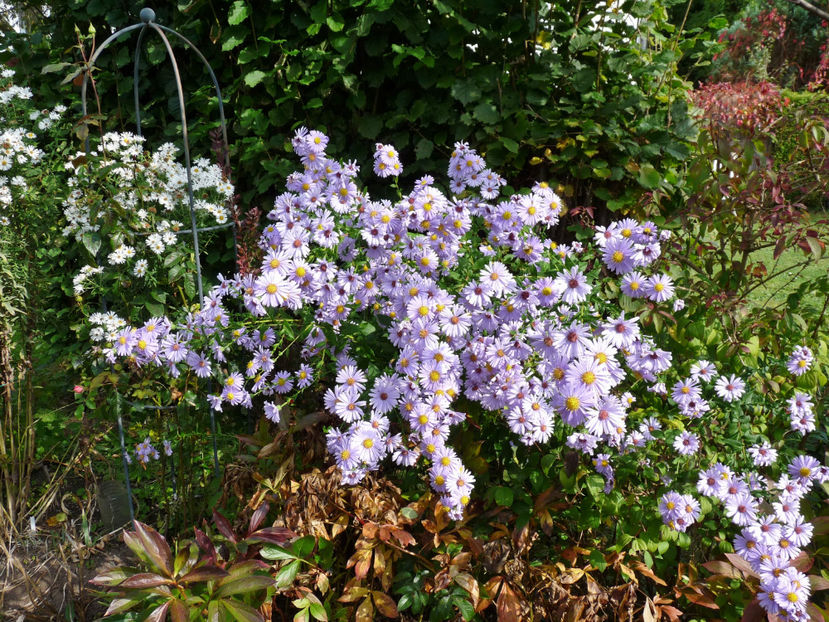  - 2021 - 03 - Toamna