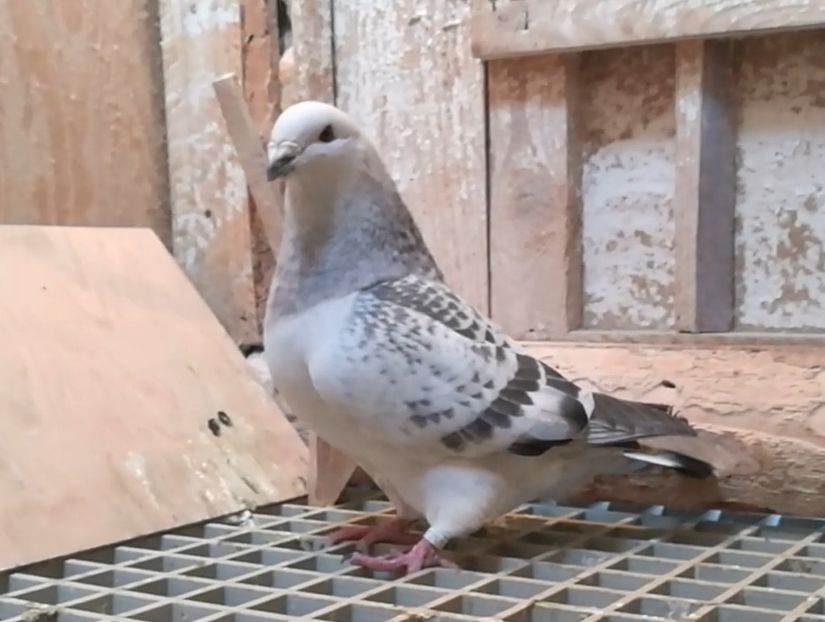 1 Archiwum - h- MLODE -2021- Youth