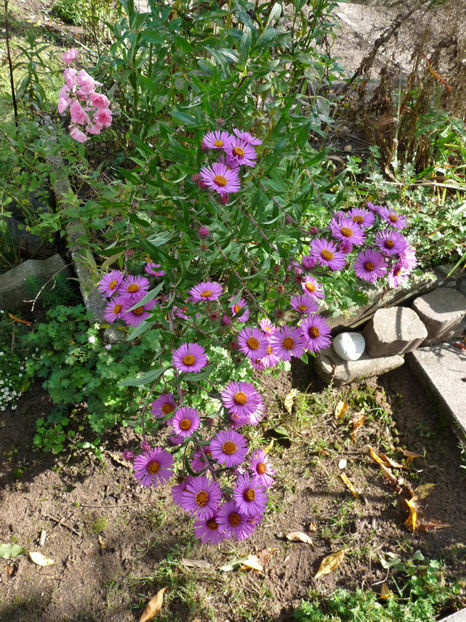  - 2021 - 03 - Toamna