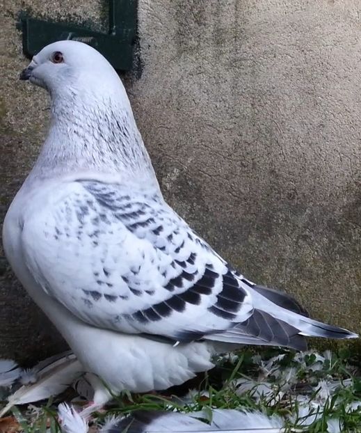 11 Archiwum - h- MLODE -2021- Youth