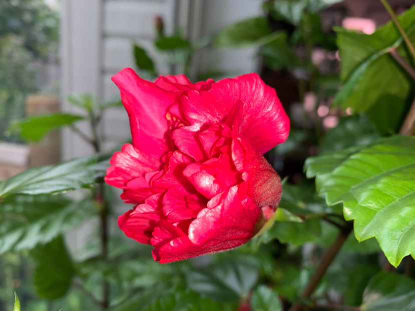 azi a fost innourat...atat s-a putut! - Plante de interior 2021