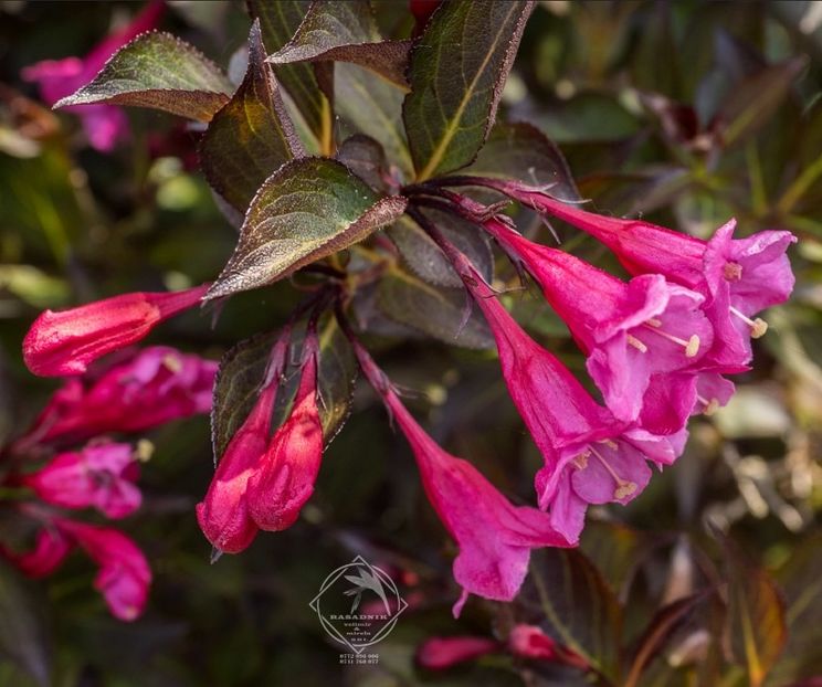 Weigela-florida-Alexandra - WEIGELA FLORIDA ALEXANDRA