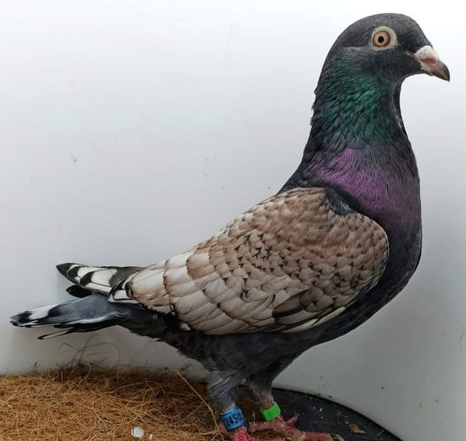  - Nu îmi aparțin 3