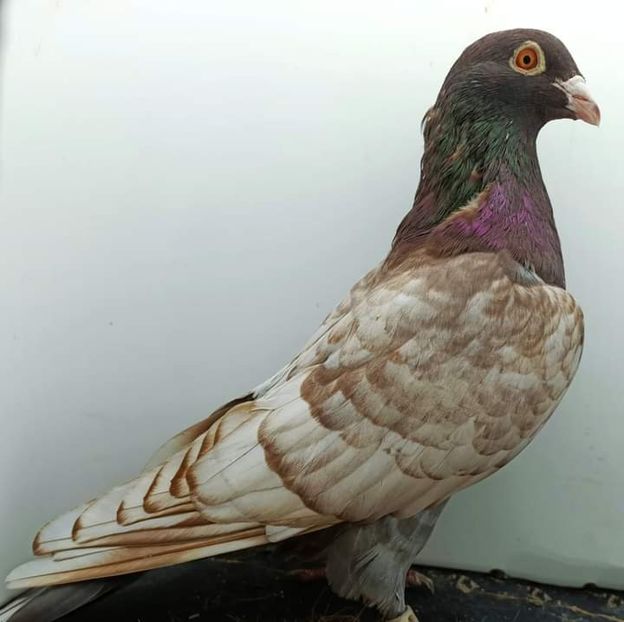  - Nu îmi aparțin 3