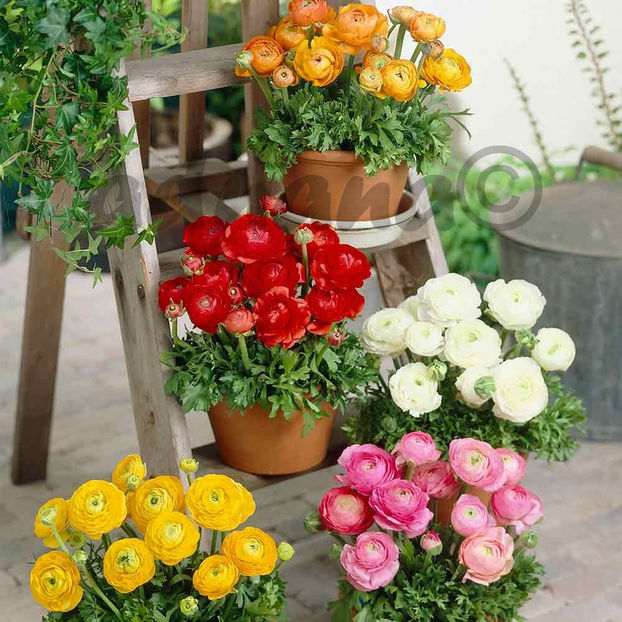  - Ranunculus asiaticus - Piciorul cocosului