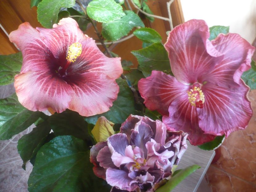 P1510226 - HIBISCUSI 2021-4