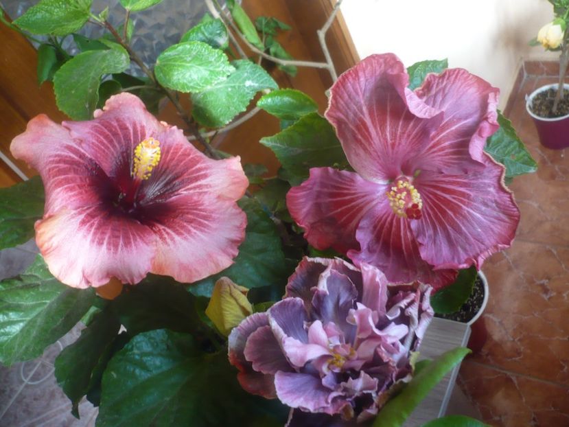 P1510227 - HIBISCUSI 2021-4