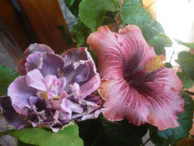 P1510228 - HIBISCUSI 2021-4