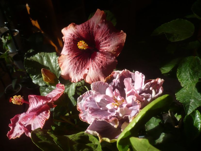 P1510231 - HIBISCUSI 2021-4