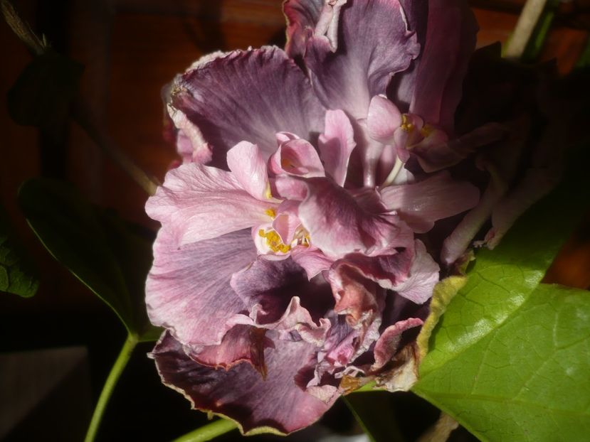 P1510218 - HIBISCUSI 2021-4