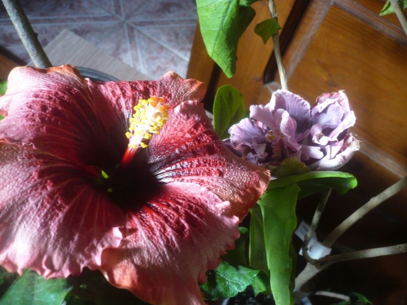 P1510222 - HIBISCUSI 2021-4