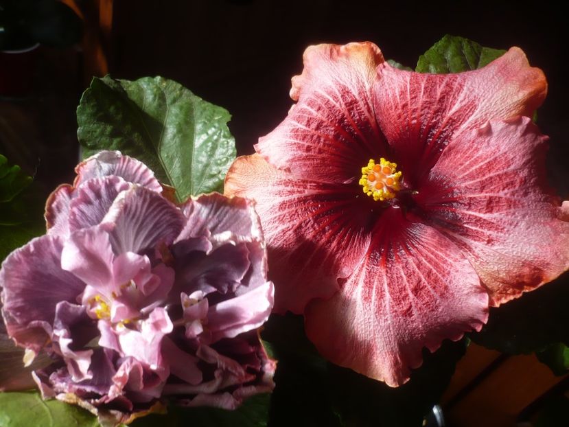 P1510223 - HIBISCUSI 2021-4