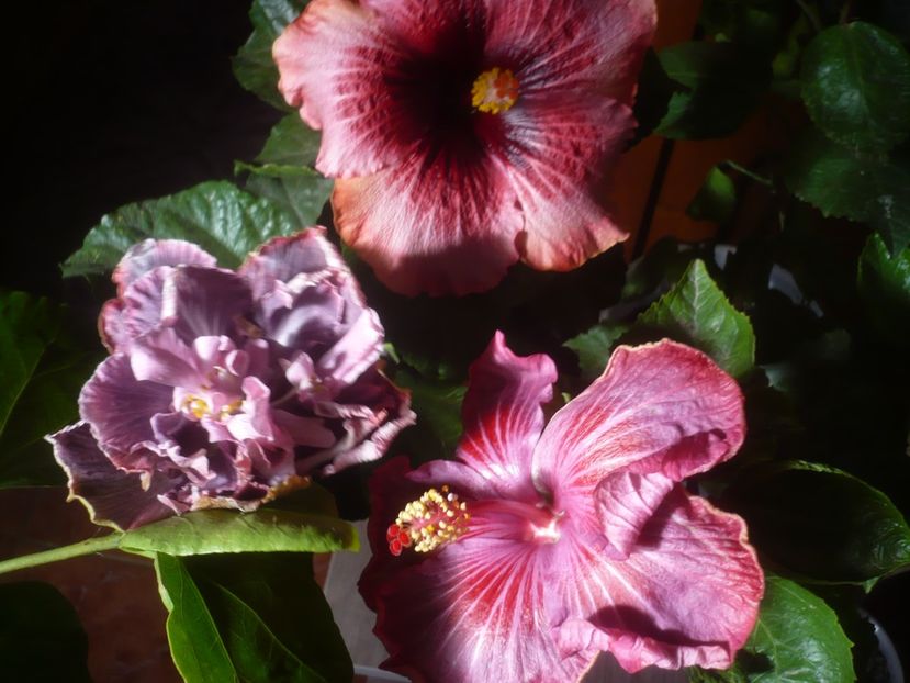 P1510224 - HIBISCUSI 2021-4