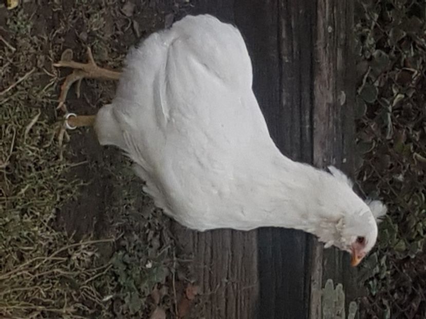  - Araucana alb