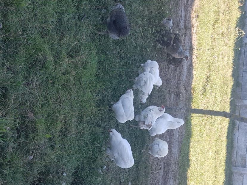  - Araucana alb