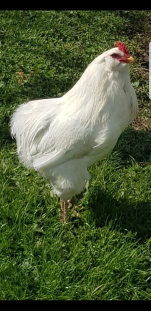 Screenshot_20210907-114712_Gallery - Araucana alb