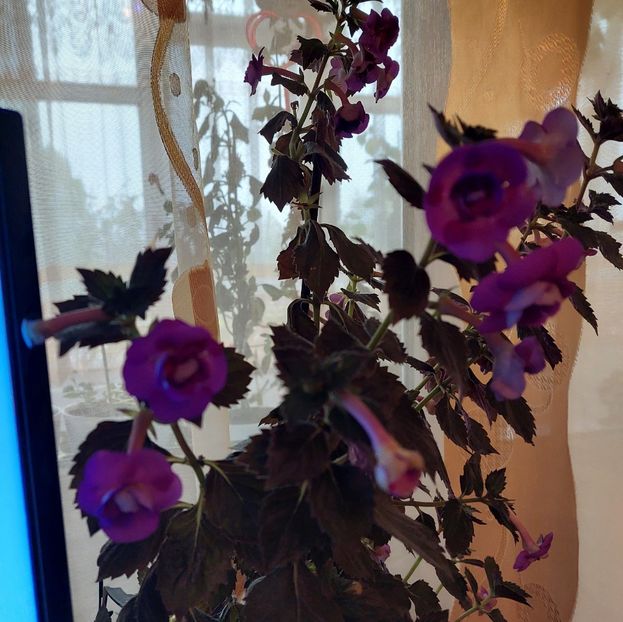  - PURPLE MYSTERY