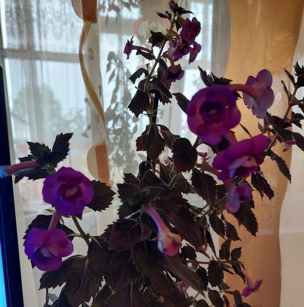  - PURPLE MYSTERY