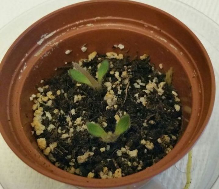 experiment 6 iulie - Inmultire violete prin tija florala