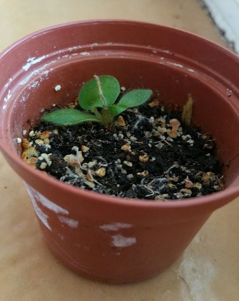 una dintre tije - Inmultire violete prin tija florala