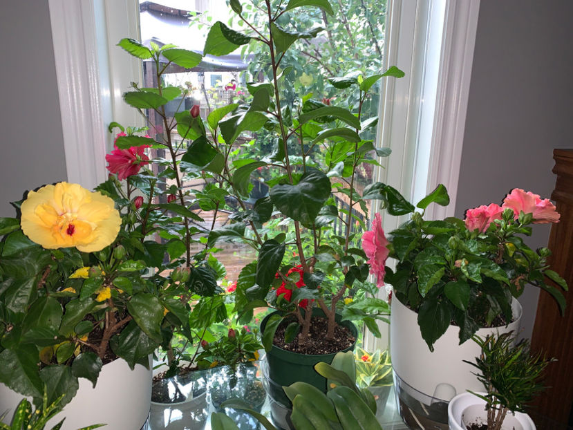  - Plante de interior 2021