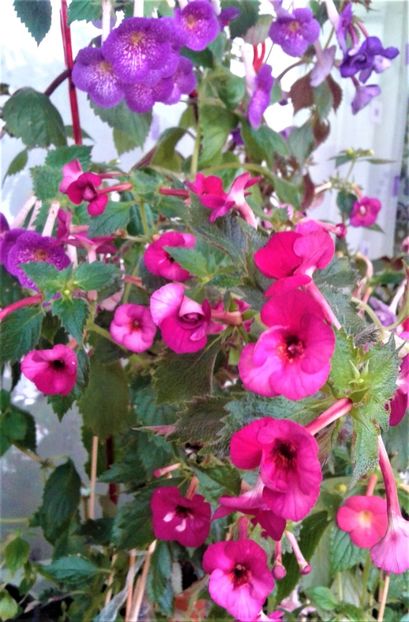  - 000012 ACHIMENES