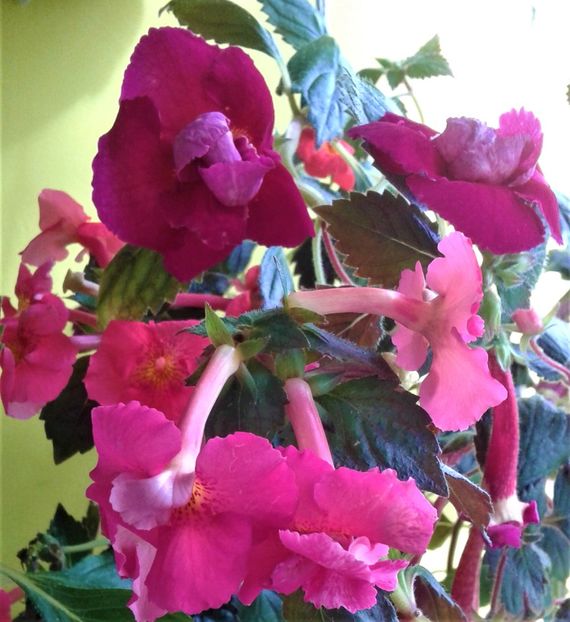  - 000012 ACHIMENES