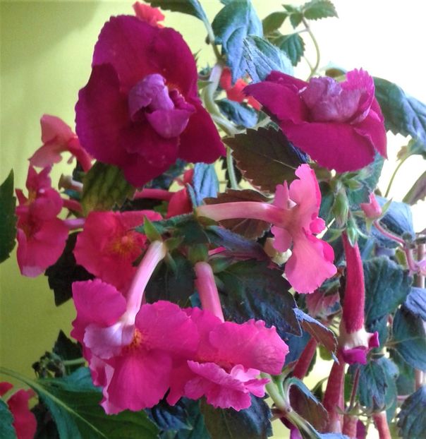  - 000012 ACHIMENES