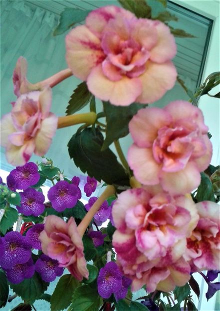  - 000012 ACHIMENES