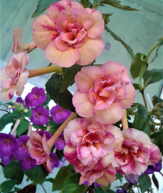  - 000012 ACHIMENES